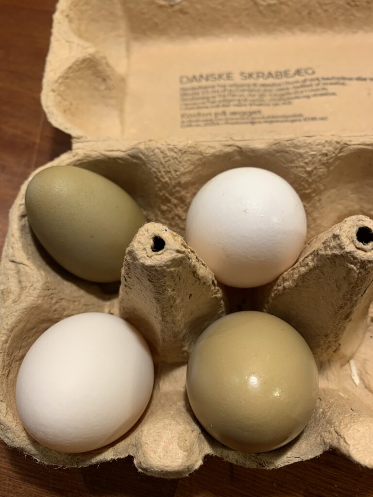 de første små æg